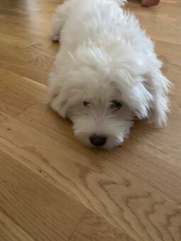 malteser - 2