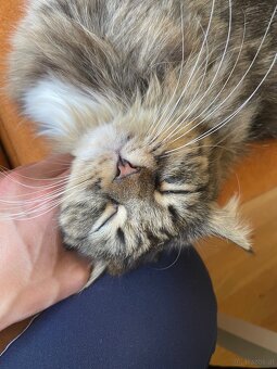 Katzen zu verschenken - 2