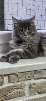 Maine Coon - 2