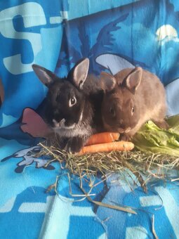 Zwergkaninchen Babys zu vergeben - 2