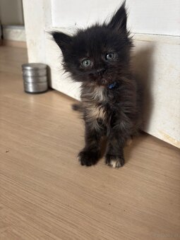 Maine Coon Kitten - 2