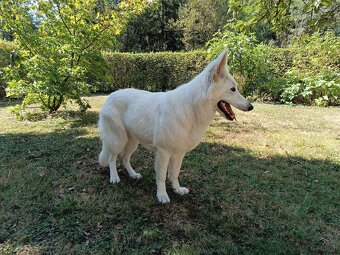 Weiße Schweizer Schäferhund Welpen zu verkaufen - 2