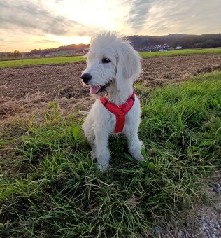 Goldendoodle - 2