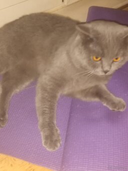 Katze - 2