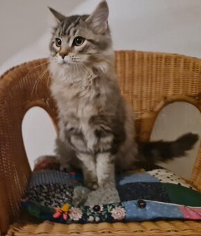 Maine Coon Kitten suchen Herzensplätze - 2