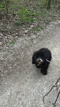 Havapoo - 2