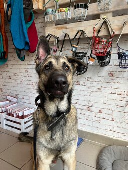 Schäferhund Rüde - 2
