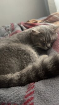 Katze Britischkurzhaar - 2