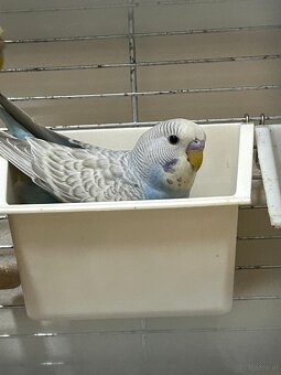 2 Wellensittiche inkl. Käfig und Zubehör - 2