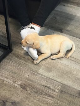 🐾 Liebevolles Zuhause für Labrador-Welpe gesucht 🐾 - 2