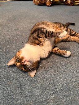 Kater sucht liebevolles neues Zuhause - 2