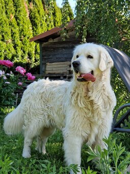 Golden Retriever - 2