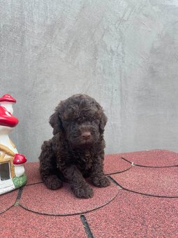 LAGOTTO ROMAGNOLO 🐶 - 2