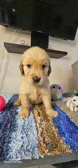 Labrador Retriever welpen - 2