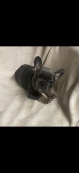 Französische Bulldoggenwelpen - 2