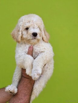 Lagotto Romangnolo - 2