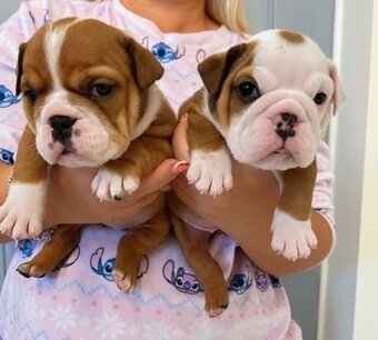 Wunderschöne englische Bulldoggenwelpen - 2
