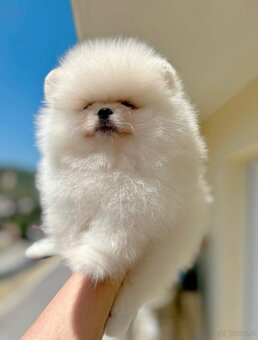 2 Pomeranian-Welpen suchen ein Zuhause - 2