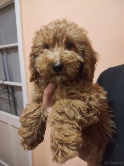 Golden Doodle F1b Welpen - 2
