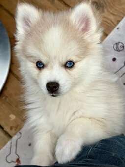 Wunderschöne Pomsky-Welpen abzugeben - 2