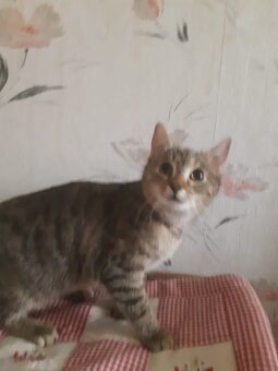 Mama Katze und Baby Madchen - 2