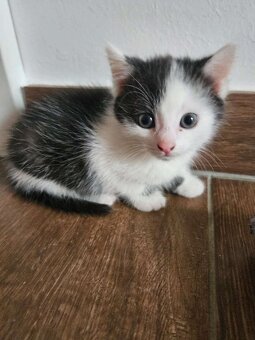 Baby katze - 2