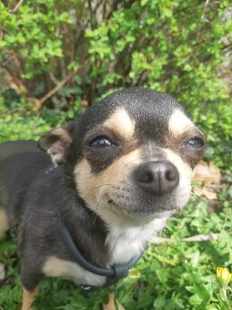 CHIHUAHUA HUNDIN - 2