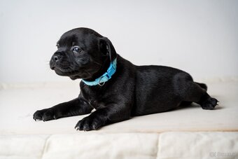 Staffordshire Bullterrier welpen zu kaufen - 2