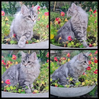 Maine Coon Kitten suchen Herzensplätze - 2