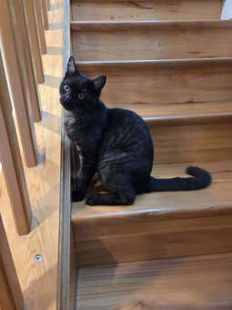 Hauskatze - 2