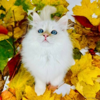 Katzen Neva Masquerade - 2