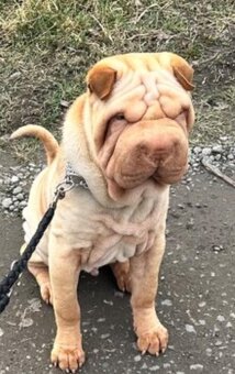 Sharpei - 2