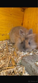 Löwenkopf Kaninchen - 2