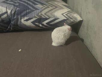 Hamster - 2