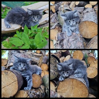 Reinrassige Maine Coon Kitten - 2