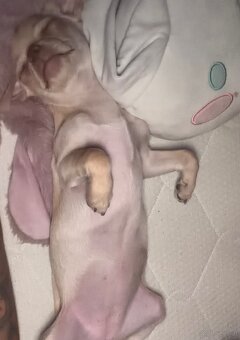 8Monate chiuauha - 2