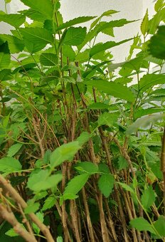 Ulmus pumila ‘Celer’ - 2