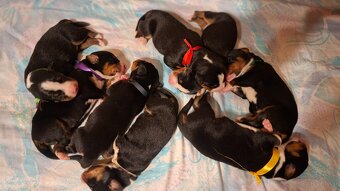 Appenzeller Sennenhund - Welpen mit Stammbaum - 2