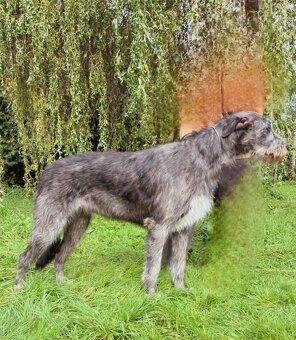Irischer Wolfshund - Welpen zu verkaufen - 2