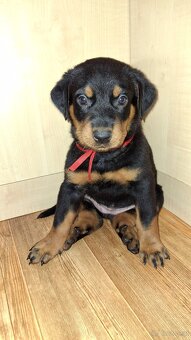 Beauceron mit Stammbaum - 2