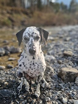 Dalmatiner schweren Herzens abzugeben - 2
