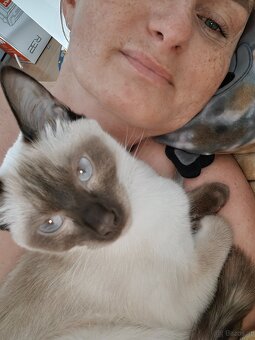 1,5 jährige Siamkatze - 2