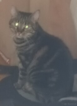 Katze - 2