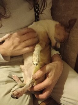 Chihuahua entlaufen 😞 - 2
