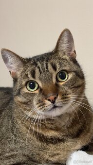 2 Hauskatzen suchen ein liebevolles Zuhause - 2