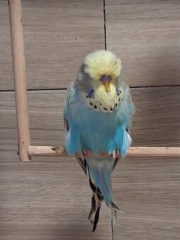 Schau wellensittiche - 2