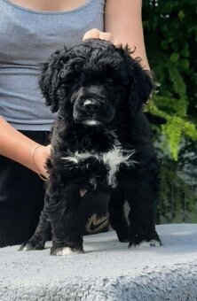 Portuguese Water Dog Puppies - 2