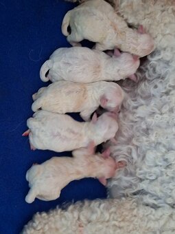 Bichon frise with pedigree - 2
