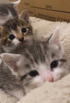 Kitten zu Vergeben - 2