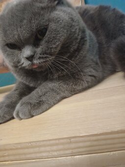 Britsch Kurzhaar Kitten abzugeben - 2